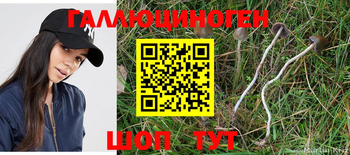 Галлюциногенные грибы Psilocybe  Вход с VPN  Кольчугино 